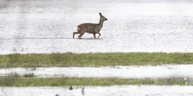 hochwasser deutschland regen