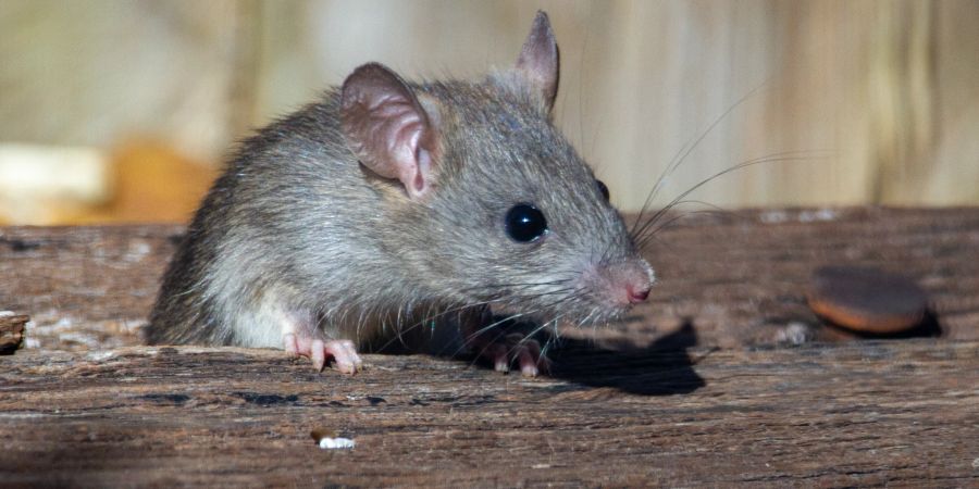 Maus guckt aus Holz