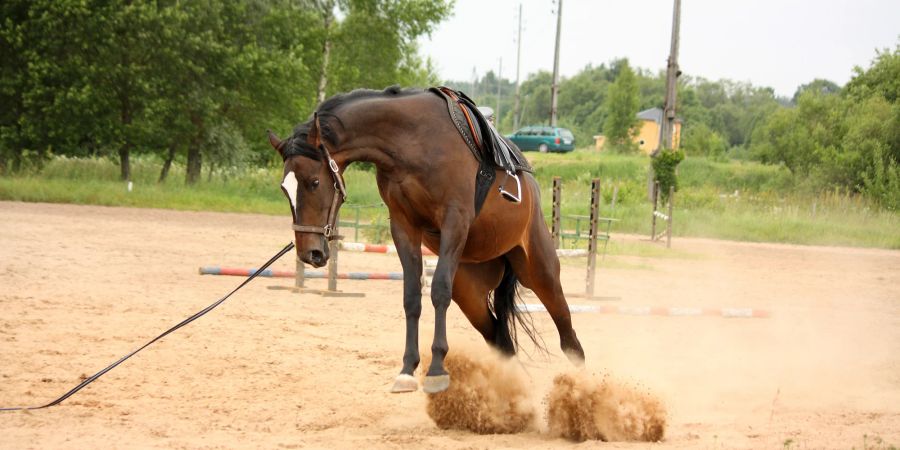 Pferd bockt an der Longe