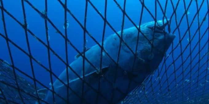 Laut IPBES sind rund ein Drittel der Fischbestände überfischt. WTO