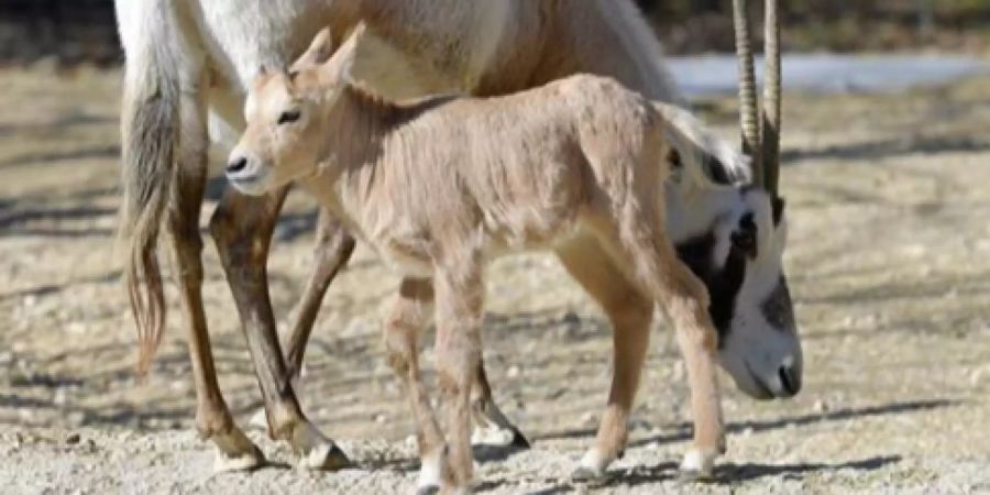 Nachwuchs Arabisches Oryx