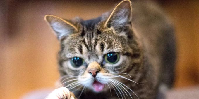 Die Katze Lil Bub. Zwei seltene genetische Veränderungen lassen die von Millionen Internetnutzern bestaunte Katze Lil Bub besonders putzig aussehen. Lil Bub