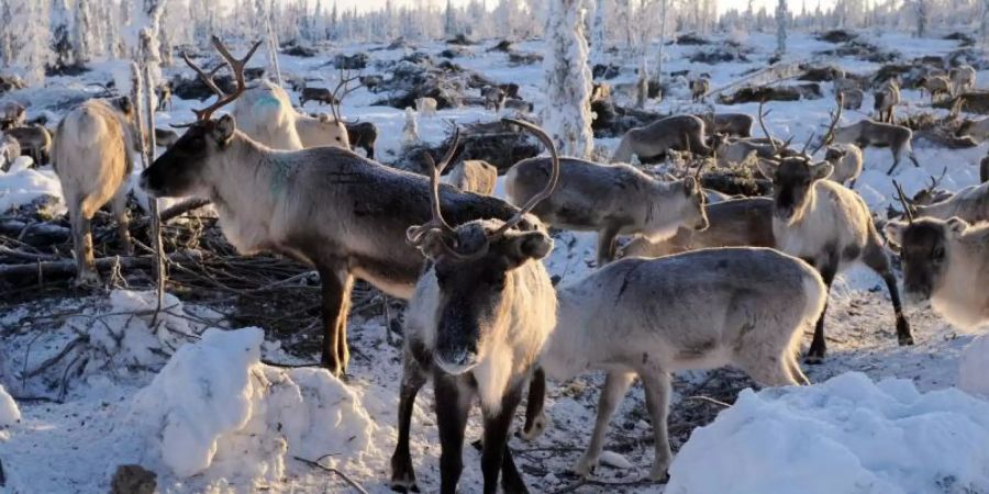 «Seit einigen Jahren bemerken wir einen massiven Anstieg der Wilderei», sagt WWF-Expertin Eva Klebelsberg. Foto: Britta Pedersen