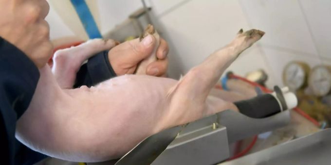 Narkoseanlage für Ferkel in einem Zuchtbetrieb Narkoseanlage für Ferkel in einem Zuchtbetrieb