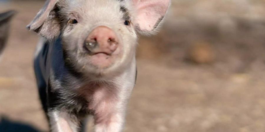 Nicht alle acht Ferkel sind schwarz wie ihre Eltern: Drei sind auch hell mit dunklen Tupfen.
