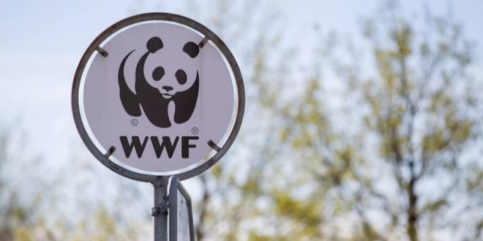Nach den Vorwürfen - WWF hat Untersuchung eingeleitet