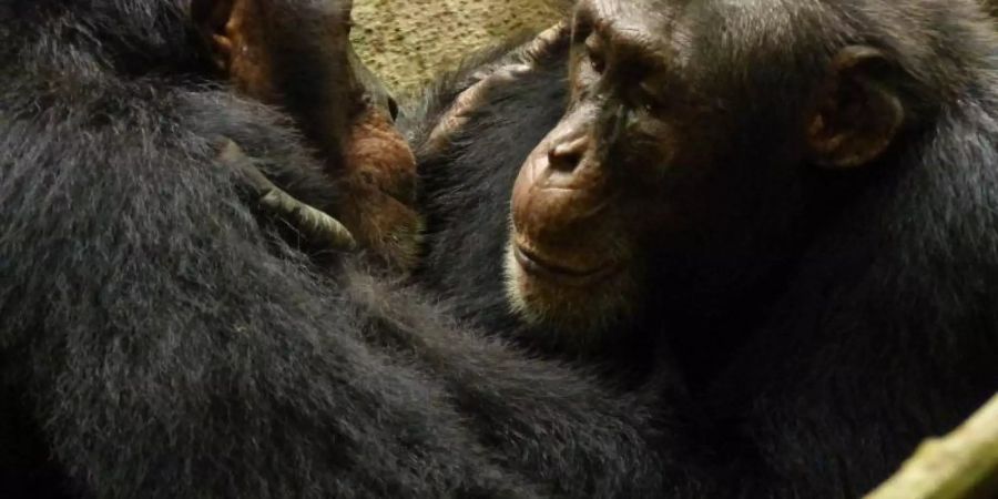 Schimpansen haben eine ungewöhnlich grosse Verhaltensvielfalt. Foto: Anna Preis/Tai Chimpanzee Project