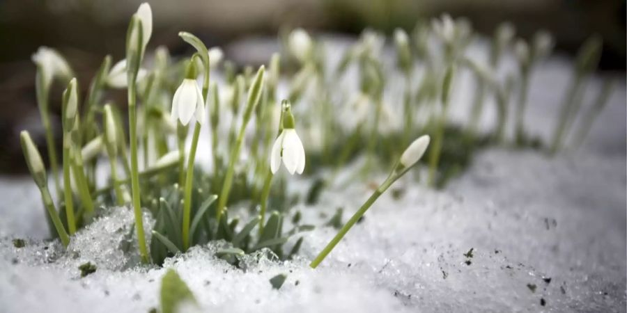 wetter schnee schneeglocken