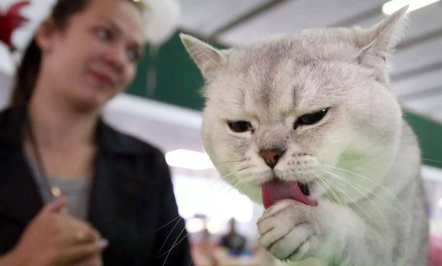 Katzen
