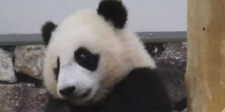 Japaner lieben Pandas - nach der Geburt von Panda-Zwillingen in einem Tokioter Zoo wird nun mit einem Besucherandrang gerechnet. (Symbolbild). Foto: -/kyodo/dpa