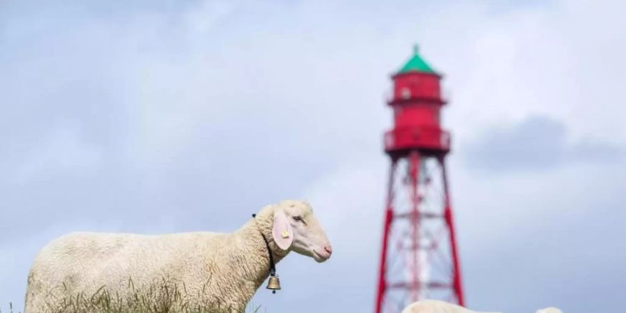 Deutschlands höchster Leuchtturm in Campen in Ostfriesland ist nach fast einem Jahr Generalüberholung wieder für Besucherinnen und Besucher geöffnet. Foto: Sina Schuldt/dpa