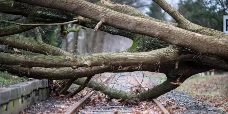 Das Archivfoto zeigt einen umgestürzten Baum auf einem Bahngleis in Münster. Foto: Guido Kirchner/dpa