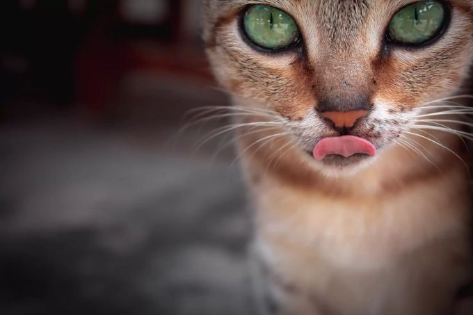 Über Katzen gibt es zahlreiche Bücher. Eine Katze