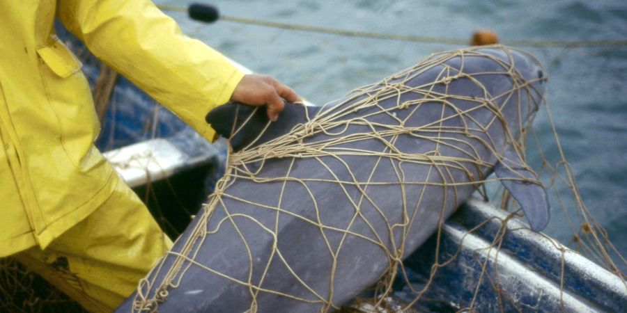 Ein Vaquita, ein Kalifornischer Schweinswal, im Netz eines Fischers vor der Küste von Mexiko. Der Meeressäuger ist vom Aussterben beedroht.