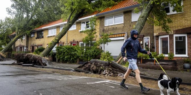 Poly Bäume Niederlande