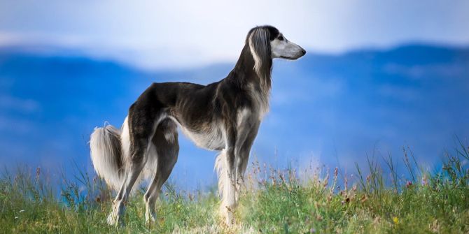 Hund Rasse alt Saluki