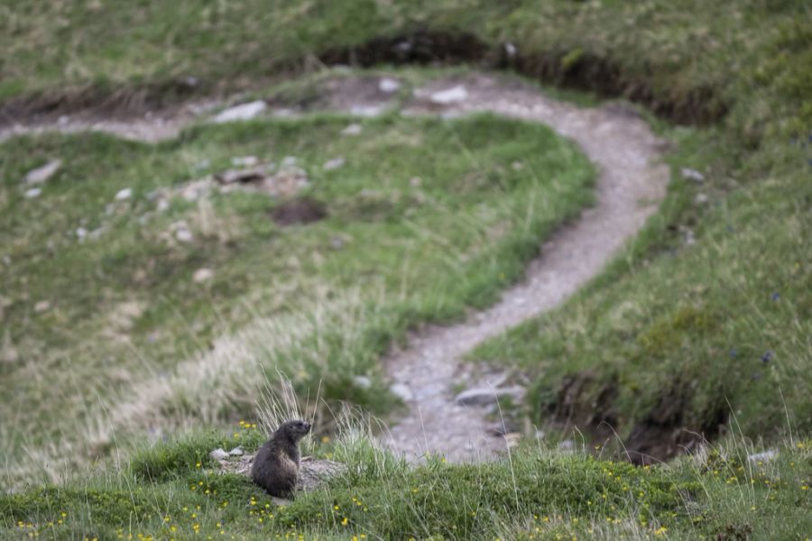 Die Murmeltiere im Saastal sind für Touristen ein Highlight. (Symbolbild)