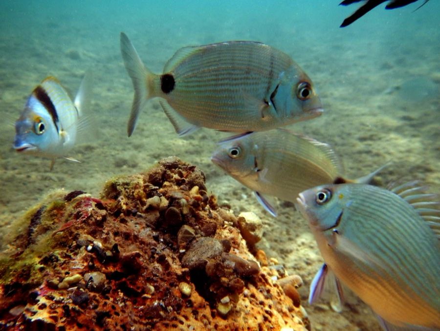 Die griechischen Fische ärgern sich vermutlich auch über den Menschenandrang.