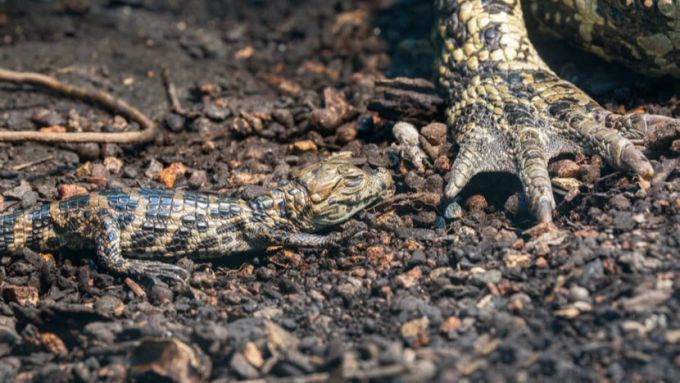 Der Zoo Zürich hat neuen Nachwuchs bekommen. Zoo Zürich
