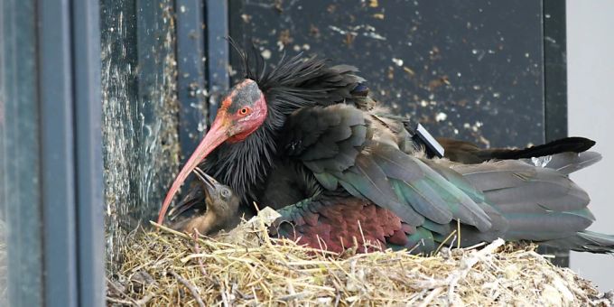 In Rümlang ZH sind kürzlich zwei Waldrapp-Küken geschlüpft. Rümlang