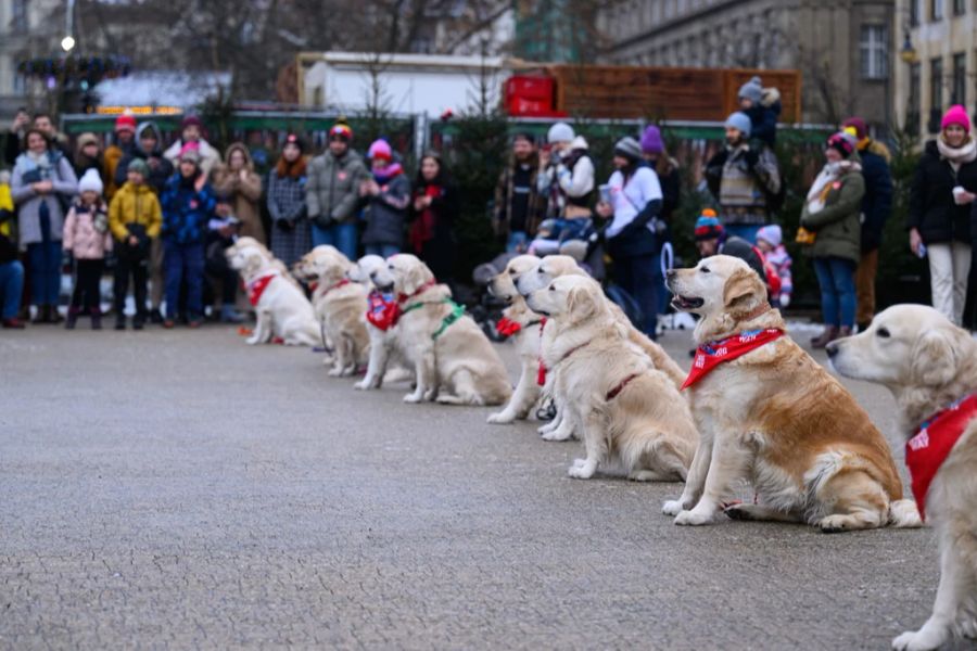 Golden Retriever gelten als der Faminlienhund schlechthin: Gehorsam, intelligent, gut mit anderen Hunden und freundlich.