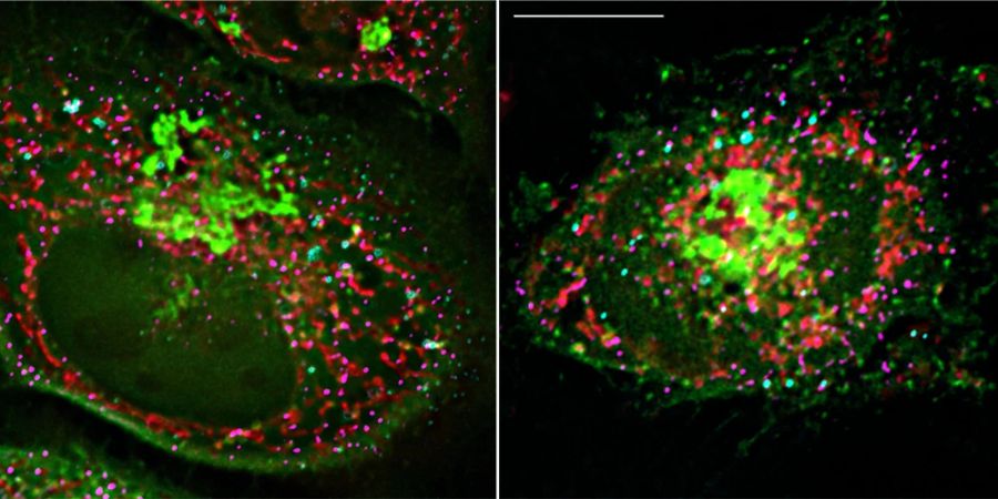 Fluoreszenmikroskopische Aufnahmen