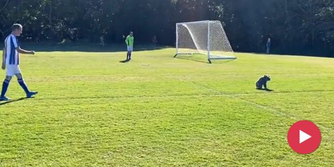 Tierischer Flitzer - Koala sorgt für Spielunterbruch in Australien
