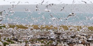 pelzfarm finnland vogelgrippe