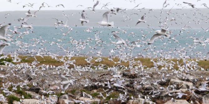 pelzfarm finnland vogelgrippe