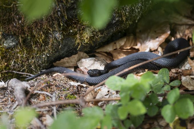 Eine schwarze Aspisviper. schlange aspisviper biss mädchen