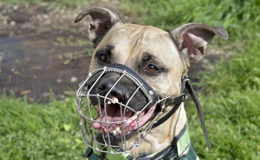 Sie findet, dass mehr Hunde in Situationen, in denen sie wild würden, einen Maulkorb tragen sollten. (Archivbild)