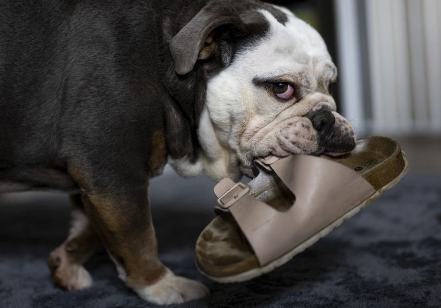 «Leider sind so die meisten Hunde überfordert und zeigen Verhaltensauffälligkeiten.»