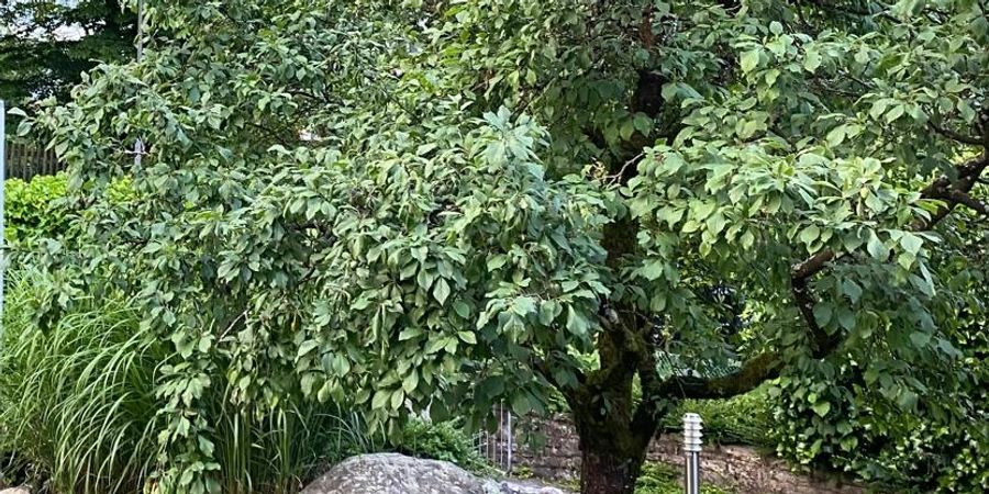 Die vermeintlich hilfsbereite Krähe flog auf diesen Baum