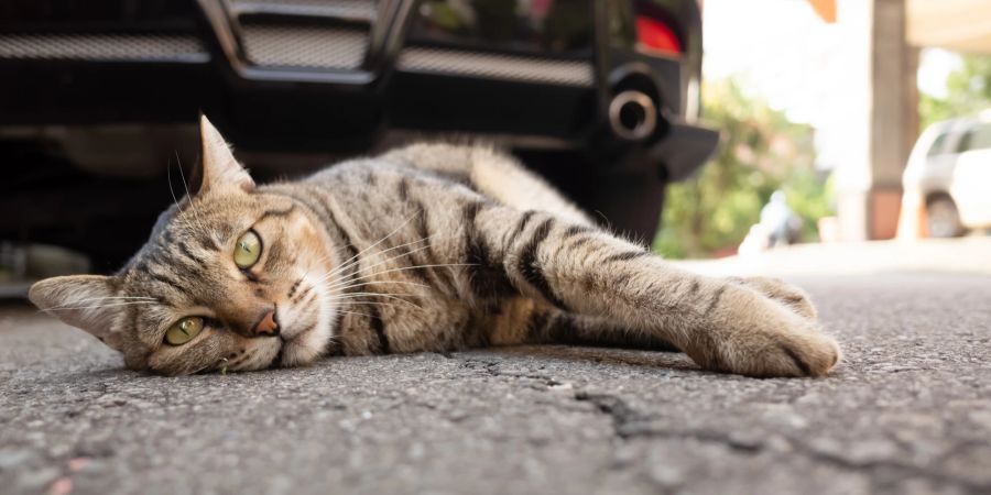 katze vor Auto