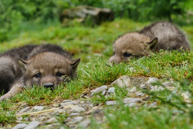 Wolfswelpen