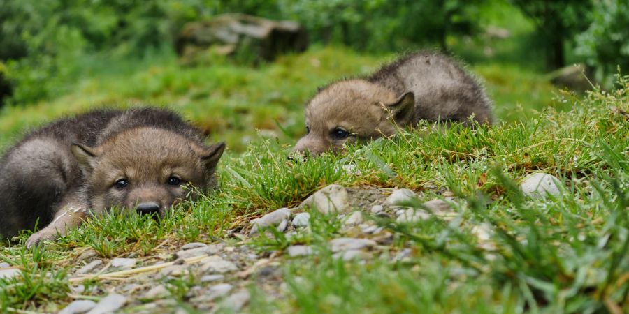 Wolfswelpen