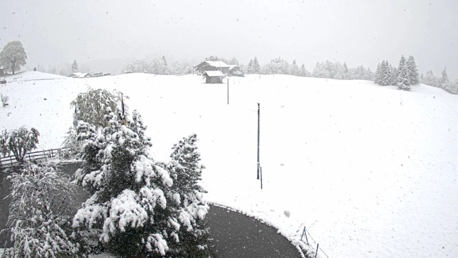 Heute bedeckte eine Schneeschicht die Wiese.