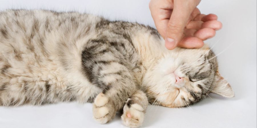 Katze geniesst Streicheleinheit