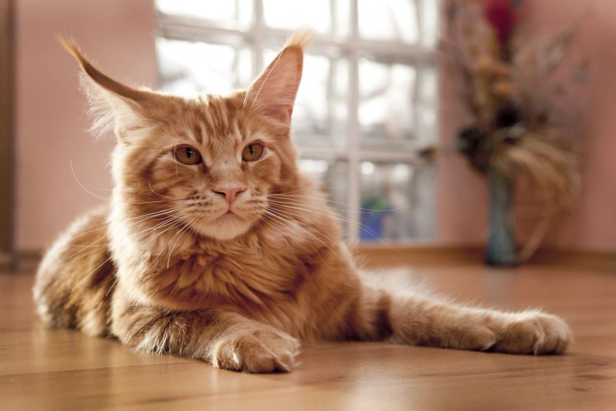 Langhaarige Katzen sind beliebt: Auf Rang drei befindet sich die schöne Maine Coon.