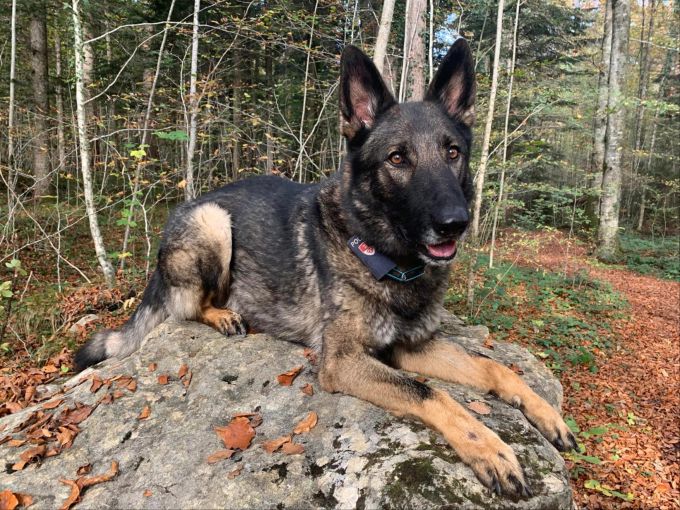 Polizeihund Quandos. Polizeihund Quandos.