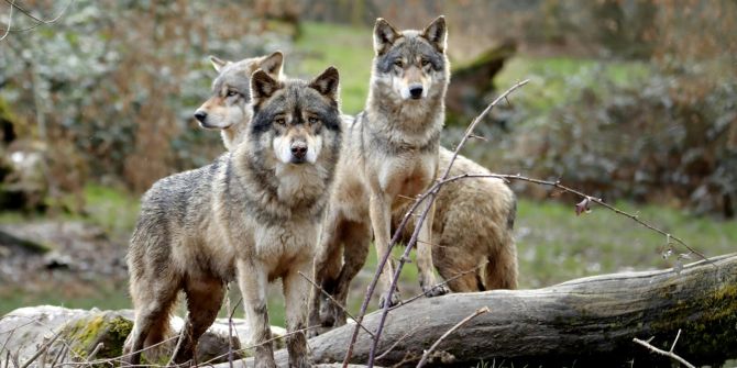 wölfe nationalpark junge nachwuchs