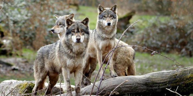 Das Nationalparkrudel hatte nach Ansicht der Bündner Wildhut zwei Rinder gerissen. (Symbolbild) wölfe nationalpark junge nachwuchs