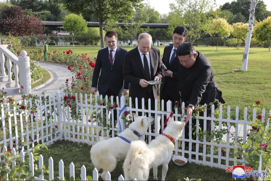 Hier zeigt Kim Jong-Un dem Gast aus Russland zwei Pungsan Hunde.