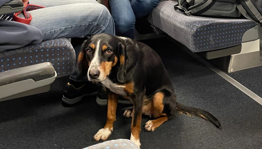 Obwohl die Hundebesitzerin gemeinsam mit ihrer Tochter einen Viersitzer des vollen Zugs der SBB beanspruchte, machte sie keinen Platz für ihr Haustier.