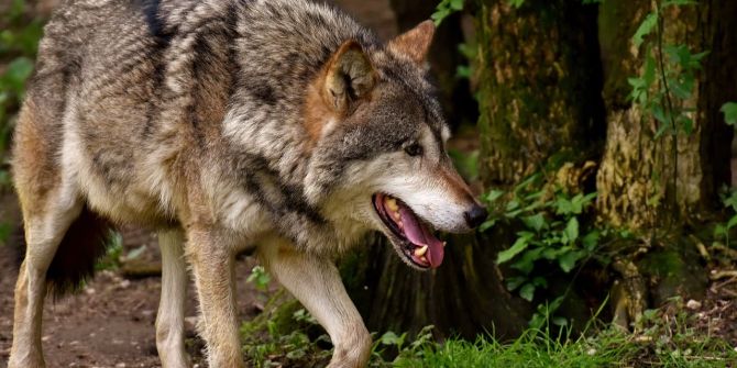 wolf welpen nachwuchs schweiz