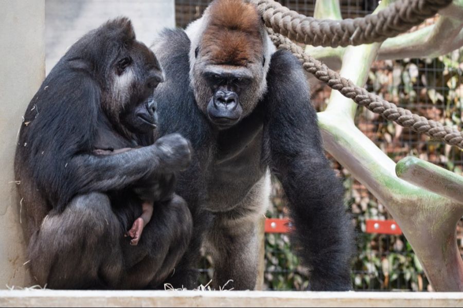 Gorilla Zoo Basel