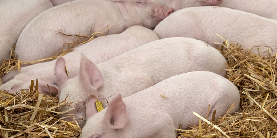 Die neuen Anforderungen gelten für alle Schweinehaltungen, von professionellen Zucht- und Mastbetrieben bis zu Hobbyhaltungen. (Archivbild)