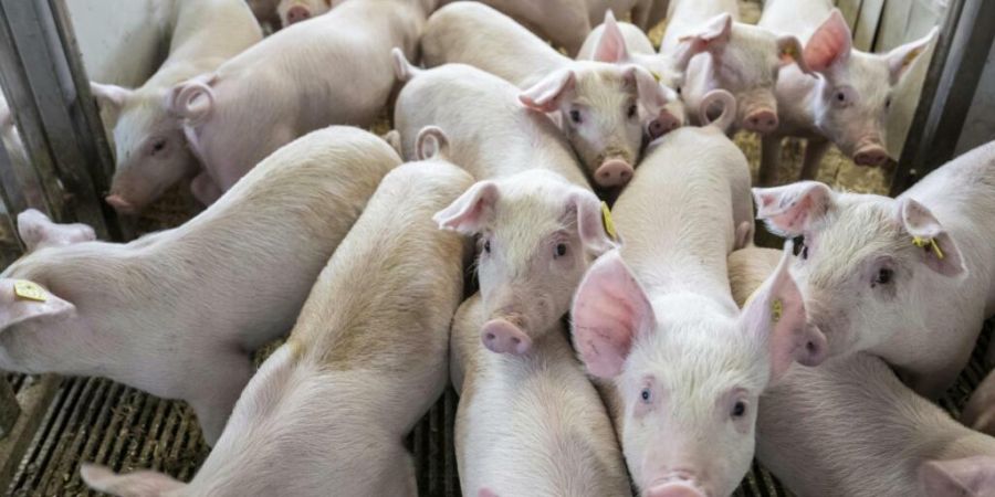 Wegen der Krankheit Enzootische
Pneumonie mussten im Kanton Solothurn 130 Schweine geschlachtet und 930 getötet werden. 1200 Jungtiere wurden derweil lebend exportiert. (Symbolbild)