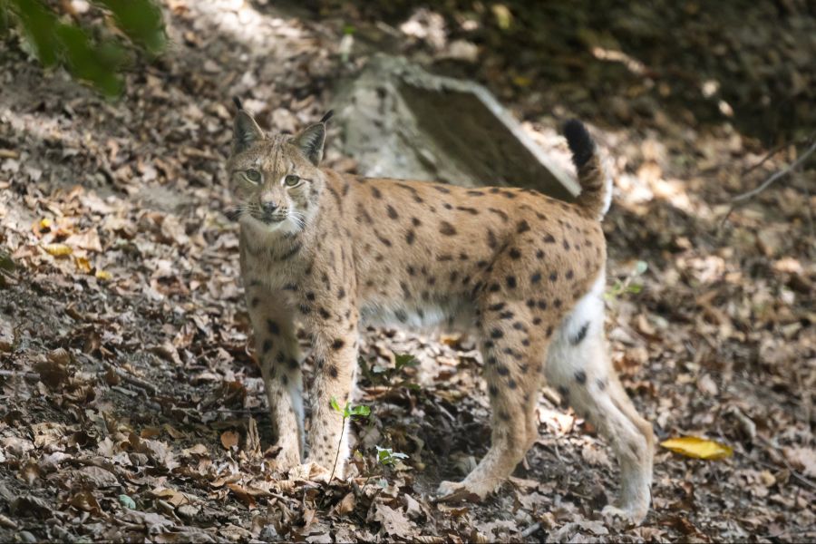 Luchs Tierpark Bern
