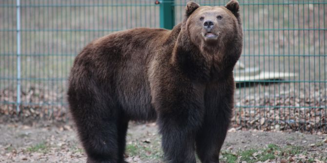 Braunbär